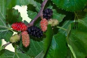 Mulberry Dwarf Bush
